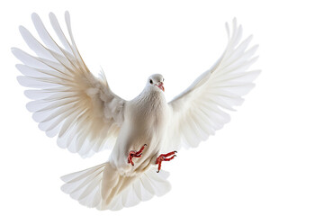 Fototapeta premium white flying dove isolated on transparent background