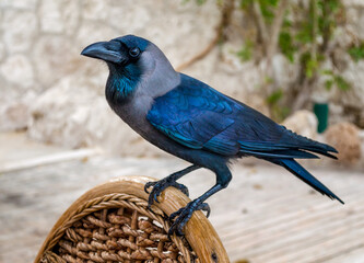 black raven sitting on a wooden chair