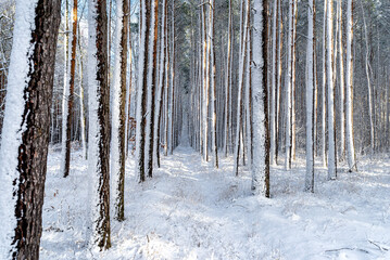 Pine and willow forest covered with snow on a frosty day in central Poland, snow covered trunks visible.