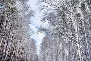 Pine and willow forest covered with snow on a frosty day in central Poland, visible blue sky.