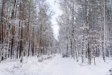 Pine and willow forest covered with snow on a frosty day in central Poland, visible wheel marks.