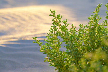 Halophyte plant Zygophyllum qatarense or Tetraena qatarense in sand dune of the Canary Island Fuerteventura, selective focus.