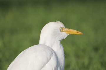 Portrait of a cattle egret or bubulcus ibis with green grass on the background on the Canary Island Fuerteventura, Spain.