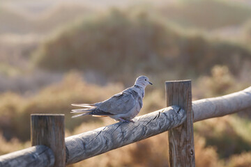 Portrait of a beautiful white dove, Eurasian collared dove or ring-necked dove (Streptopelia...