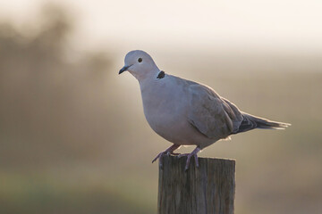 Portrait of a beautiful white dove, Eurasian collared dove or ring-necked dove (Streptopelia...