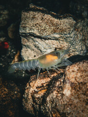 Blind albino cave crayfish (Procambarus spp) in the underwater cavern of Paradise Springs, Ocala, Florida