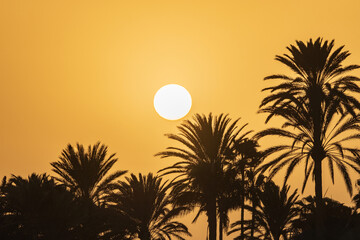 Background with a beautiful bright sunset, big sun and silhouettes of palm trees on the Canary island of Fuerteventura, Spain.