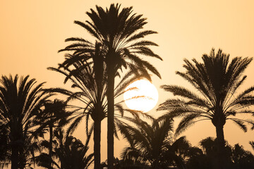 Background with a beautiful bright sunset, big sun and silhouettes of palm trees on the Canary...