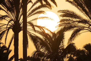 Background with a beautiful bright sunset, big sun and silhouettes of palm trees on the Canary...