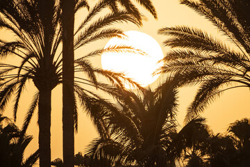 Background with a beautiful bright sunset, big sun and silhouettes of palm trees on the Canary island of Fuerteventura, Spain.