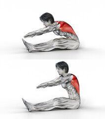 122 Sitting Bent Over Back Stretch. 3D Anatomy of fitness and bodybuilding. An outstanding display of male muscles. Targeted muscles are red. No background. Png.
