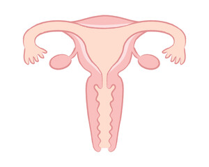 女性の臓器 子宮のイラスト　名称文字なし