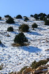 Juniperus thurifera trees in Mount Mehmel in the Aures Mountains, Algeria
