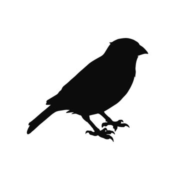 bird silhouette vector isolated on transparent background