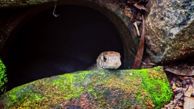 Indian rat snake peeks out from its hiding spot under a large hole.