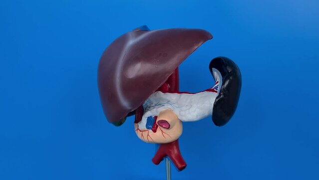 Human liver anatomy closeup. Realistic anatomy structure of liver organ of hepatic system and organ of digestive gallbladder. Human liver model for medicines pharmacy and education