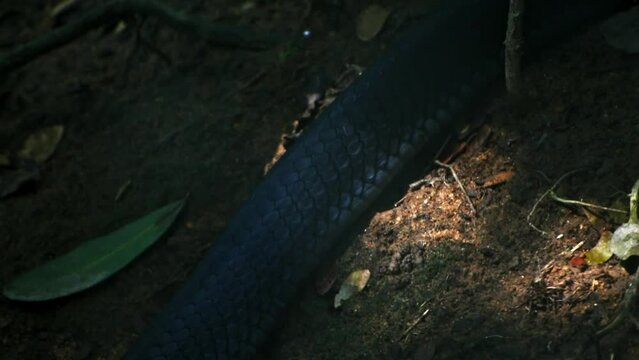 Closeup of king cobra body, longest venomous snake in the world.