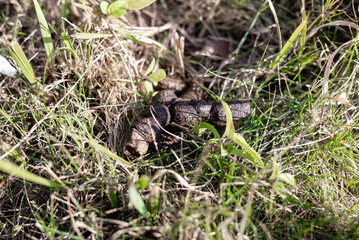 Dog poop on the grass