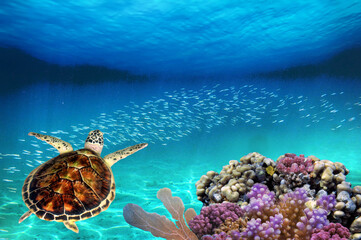 Green turtle swimming in blue ocean.