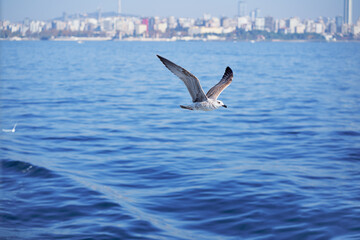 Fototapeta na wymiar Seagull flying over the sea against the backdrop of the Istanbul city, Turkey