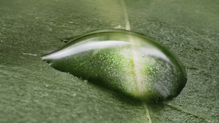 Close-up of a dew drop on green leaf