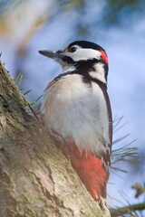 Dendrocopos major aka Great Spotted Woodpecker. Lovely colorful and very common bird in Czech republic. Searching for food on dry branch in winter.	