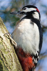 Dendrocopos major aka Great Spotted Woodpecker. Lovely colorful and very common bird in Czech republic. Searching for food on dry branch in winter.