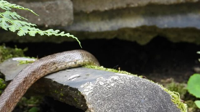 Snakes often appear between the roof tiles in summer
