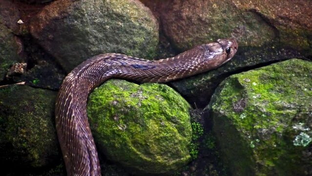 Indian cobra slithers over rugged rocks in its habitat. High quality footage.