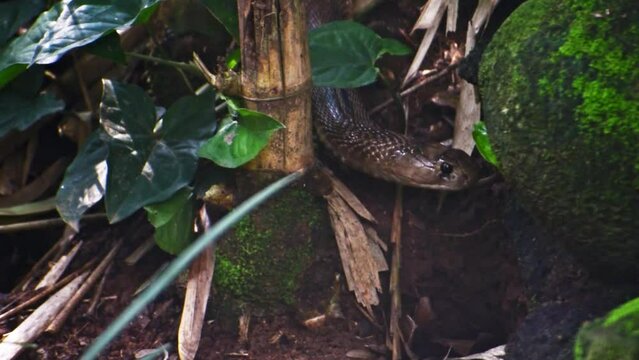 Closeup of Indian spectacled cobra, high uality footage.