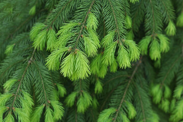 Fototapeta na wymiar Fresh spruce branch in spring forest. Fir branches with fresh green shoots. Young growing fir tree sprouts on branch. Green buds. Natural coniferous background texture. Spring nature. Tree twig