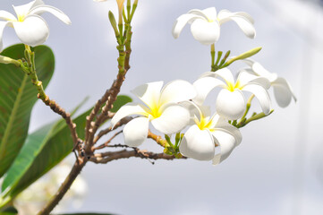 frangipani, frangipani flower or pagoda tree