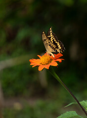 Mariposa en flor - Butterfly and flower