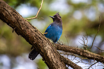 Steller's Jay (Cyanocitta stelleri) Outdoors in California