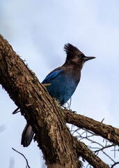 Naklejka premium Steller's Jay (Cyanocitta stelleri) Outdoors in California