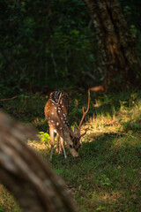 Sri Lankan Axis axis ceylonensis in Wilpattu National Park in the Forrest 