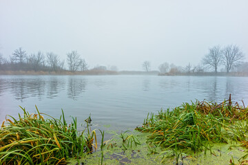 The bank of a wide river on a foggy cloudy autumn day. Acorus calamus (sweet flag, muskrat root) on the shore