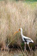 Sri Lanka's colorful Painted Stork Hunting in the Marsh 