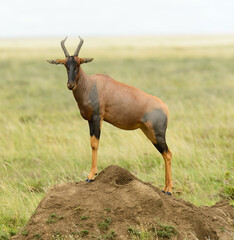 Topi (scientific name: Damaliscus lunatus jimela or "Nyamera" in Swaheli) in the Serengeti National park, Tanzania
