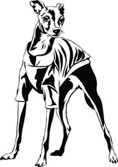 Cartoon Black and White Isolated Illustration Vector Of A Greyhound Pet Puppy Dog Walking