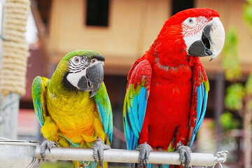 green wing with hybrid macaw parrot free frying 