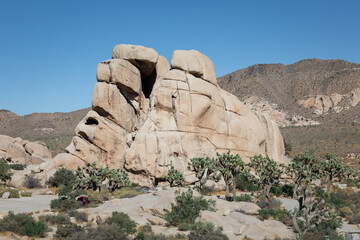 Joshua Tree National Park Landscape