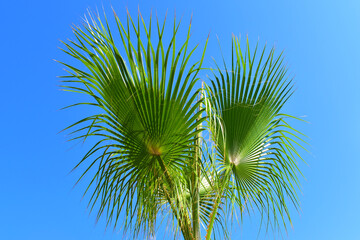 Large green palm leaves on a blue sky background. Botanical tropical garden. Natural background. Beauty in nature.