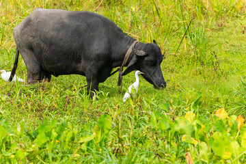 large black Sri Lankan cow grazes in meadow
