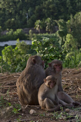 Family of three macaque monkeys sitting on the ground