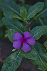 Madagascar periwinkle flower with leaves and water drops on it