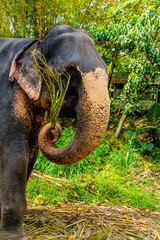 large Asian elephant with specific skin color,