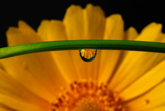 A macro image showing a drop hanging from a green stem with a yellow flower in the background.
