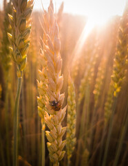 Coccinella al tramonto appoggiata a una spiga di grano , controluce tramonto