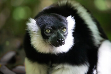 Black and white Ruffed Lemur closeup